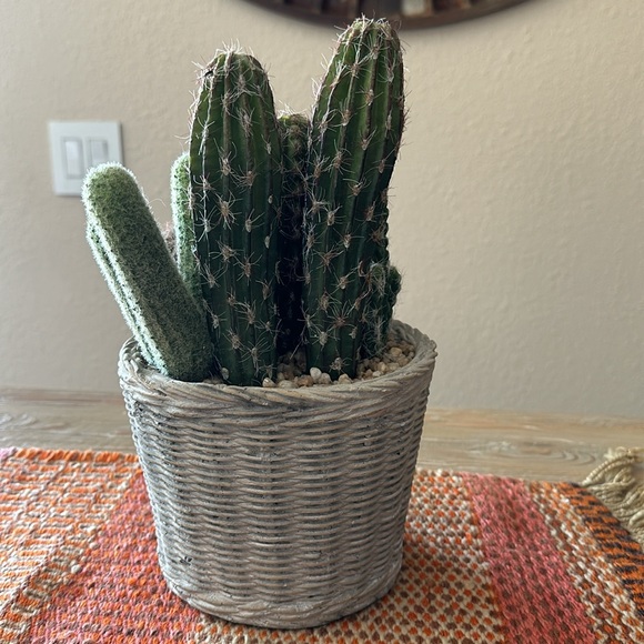 Faux Potted Cactus Arrangement - Picture 2 of 14